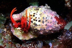 Hermit crab - Bonaire - Canon EOS350D; EF-S 60mm by Alan Lyall 